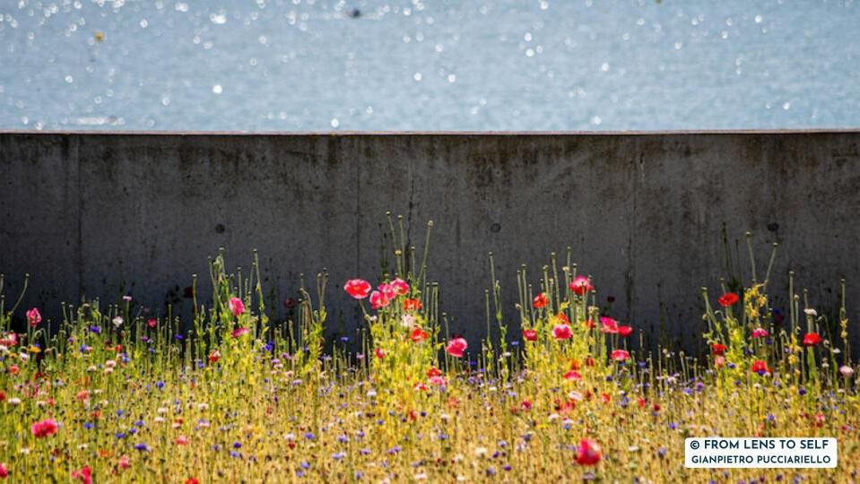 © FROM LENS TO SELF | GIANPIETRO PUCCIARIELLO | Margate flowers © FROM LENS TO SELF | GIANPIETRO PUCCIARIELLO | Margate flowers