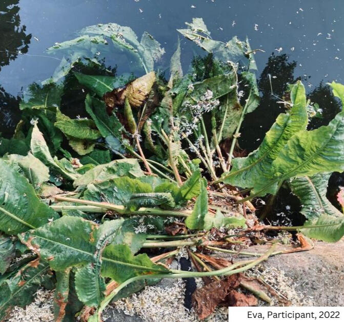 Plant on water, photo taken by Eva, participant of the workshop "From Lens to Self"